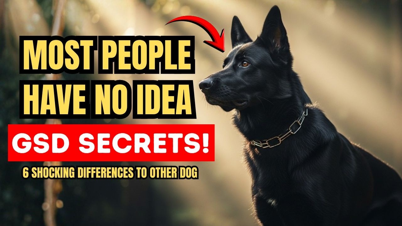 6 Ways German Shepherds Are Different From Other Dogs? | Most Dog Owners Have No Idea!