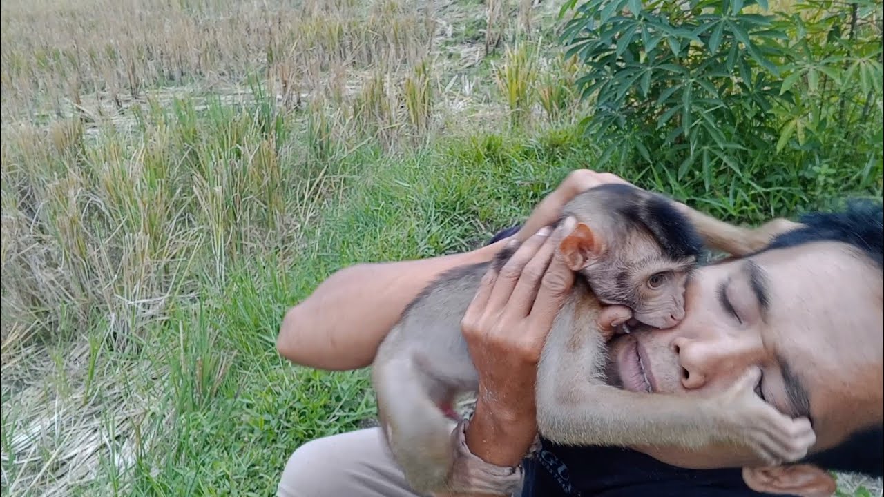 Cute male monkey vents his happiness in the rice fields 