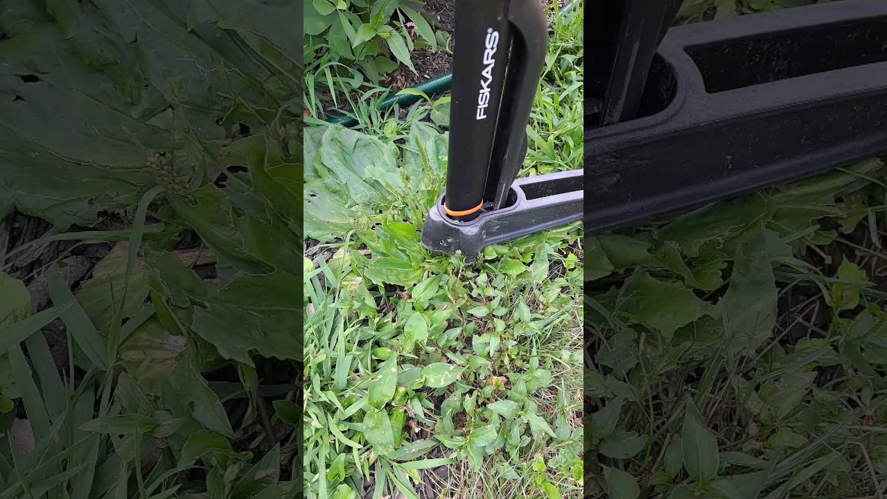 Satisfying Weed Pulling - ASMR