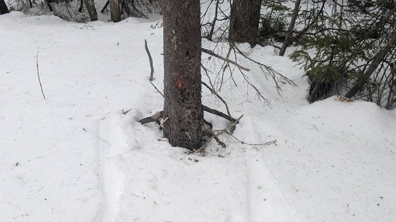 Polairs 120 repair, my 3 year old hit a tree! 