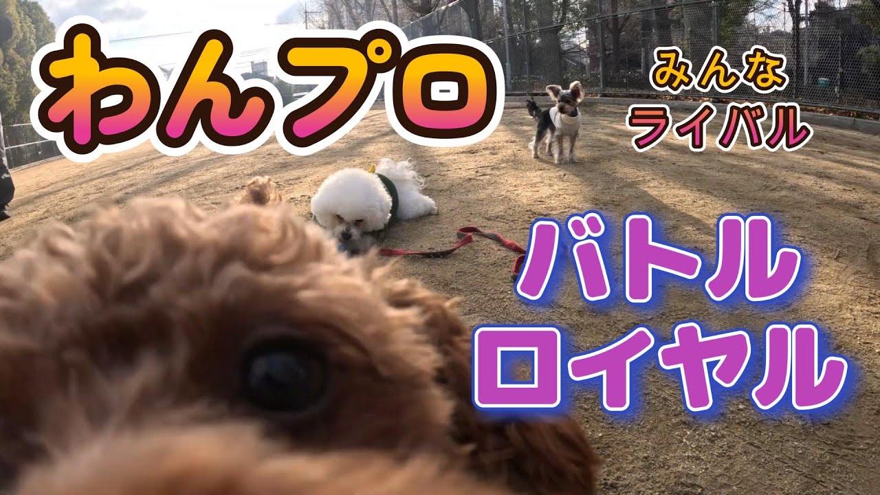 【ダチは拳で作るシリーズ】新犬わんプロレス・春のロイヤルわんぼーシリーズ開幕！開幕戦は全員がライバルのバトルロイヤルマッチ！（新犬わんプロレス、パクり疑惑は濡れ衣です・大阪城に行く前に遊んできました）