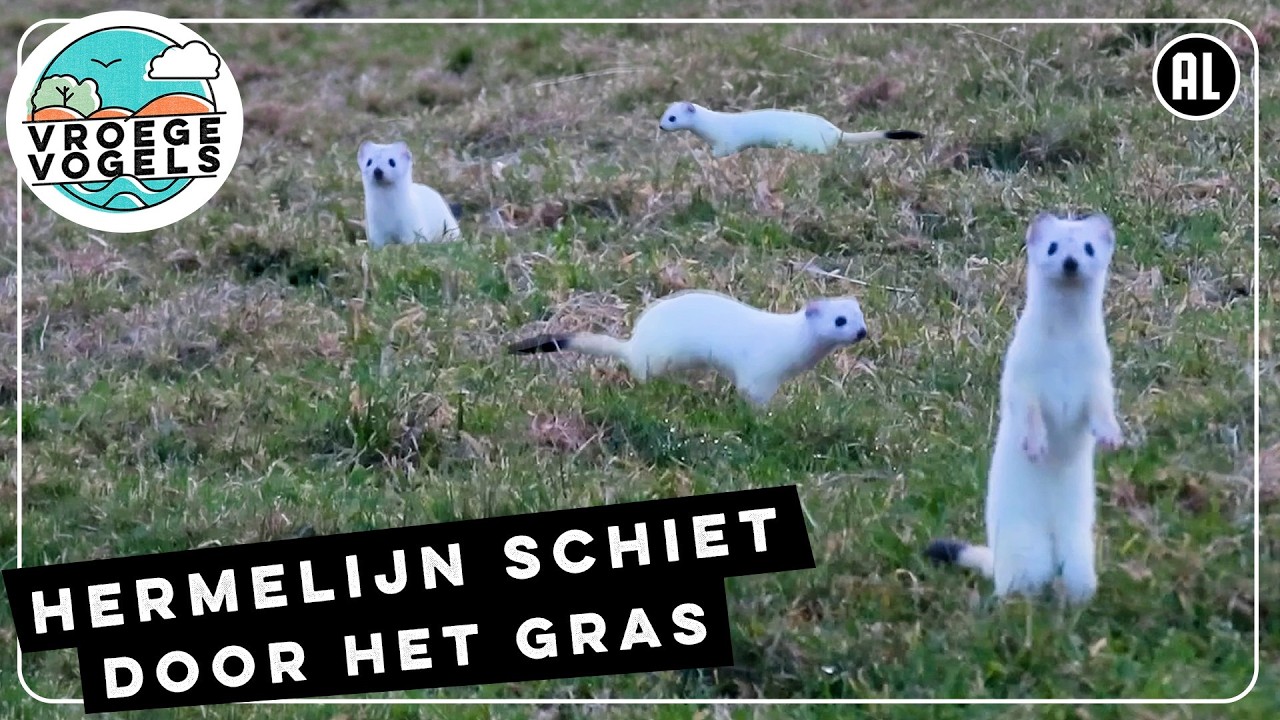 Witte hermelijn dartelt door het grasland | Zelf Geschoten | Vroege Vogels