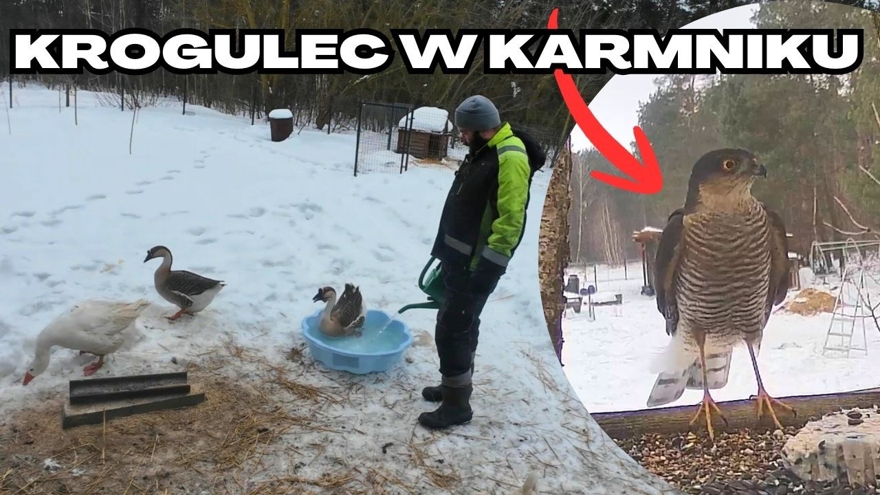 Pierwsza kąpiel w tym roku, awaria i krogulec na bazie