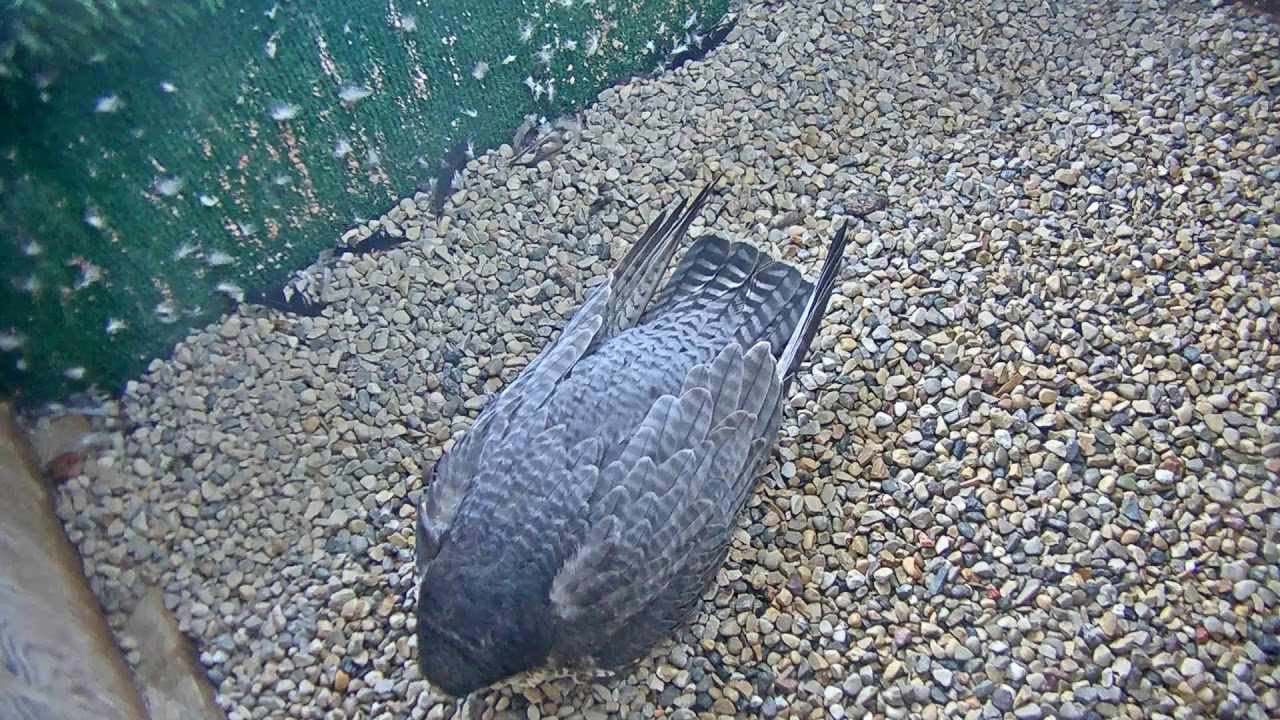 UW Oshkosh Peregrine Falcon