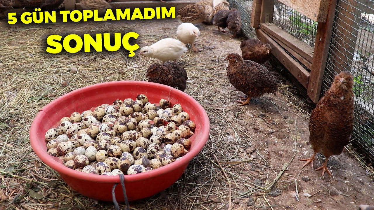 5 Gün Bıldırcın Yumurtalarını Toplamadım Sonuç - Yavru Tavşanlarım - Günlük Çiftlik İşleri -Tavuklar