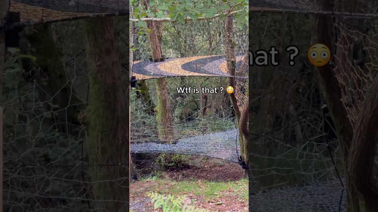 IS THAT A NET IN TREES ? #artist #art #nature