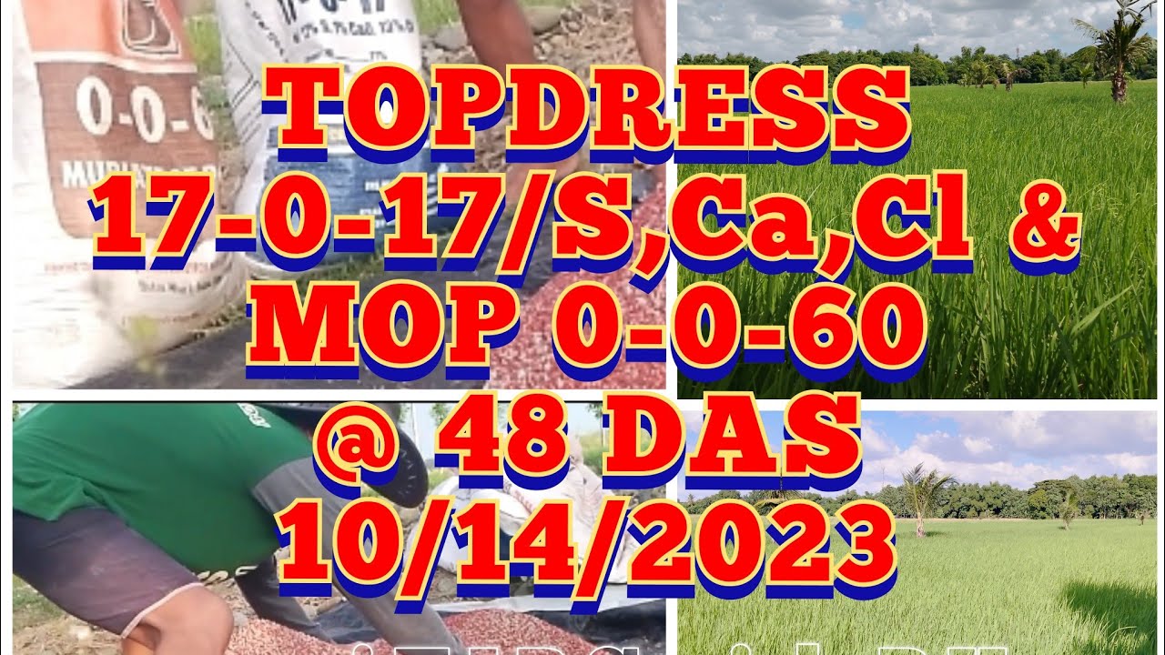 Final TOPDRESS 17-0-17/S, Ca, Cl mix MOP 0-060  at 48 DAS  Exact PI Panicle Initiation