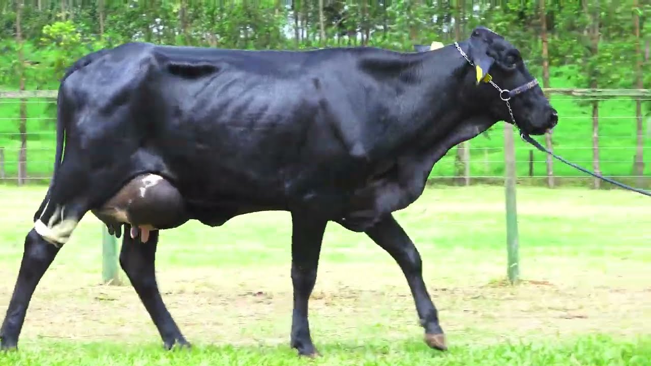 LOTE 01   EFIGENIA FIV STEVE SANTA LUZIA   4675CK