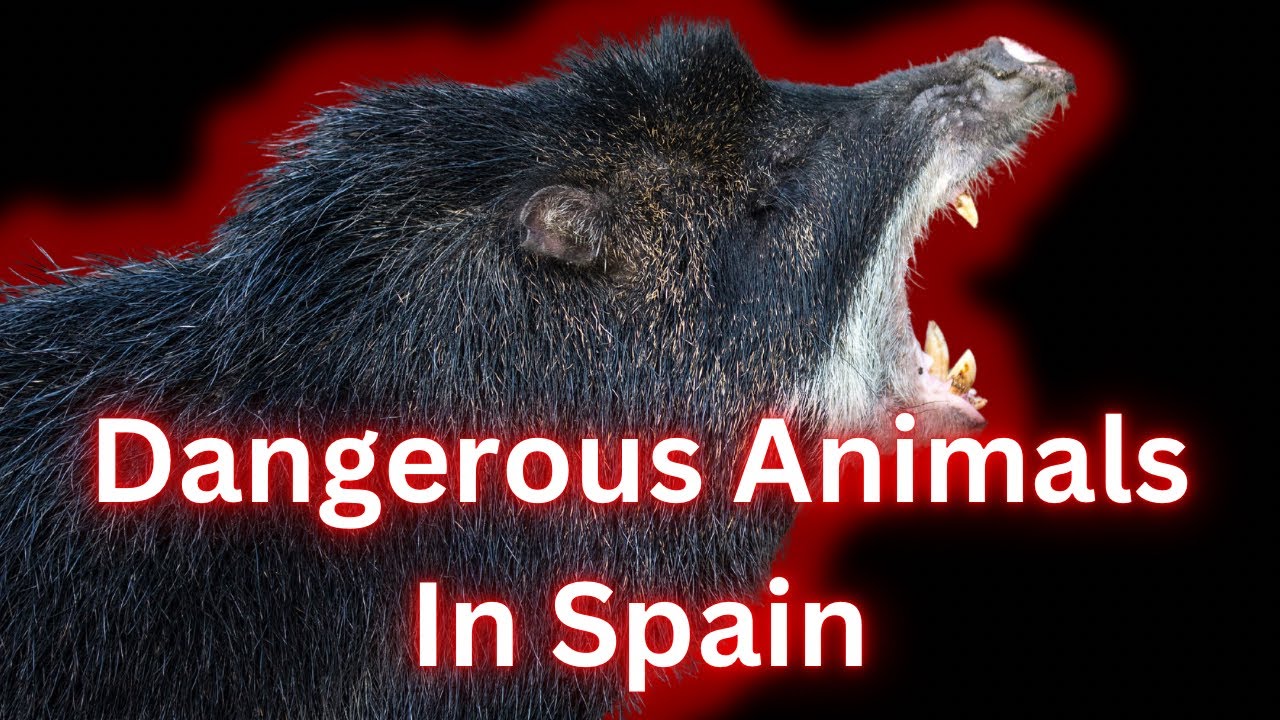 DANGEROUS ANIMALS IN SPAIN