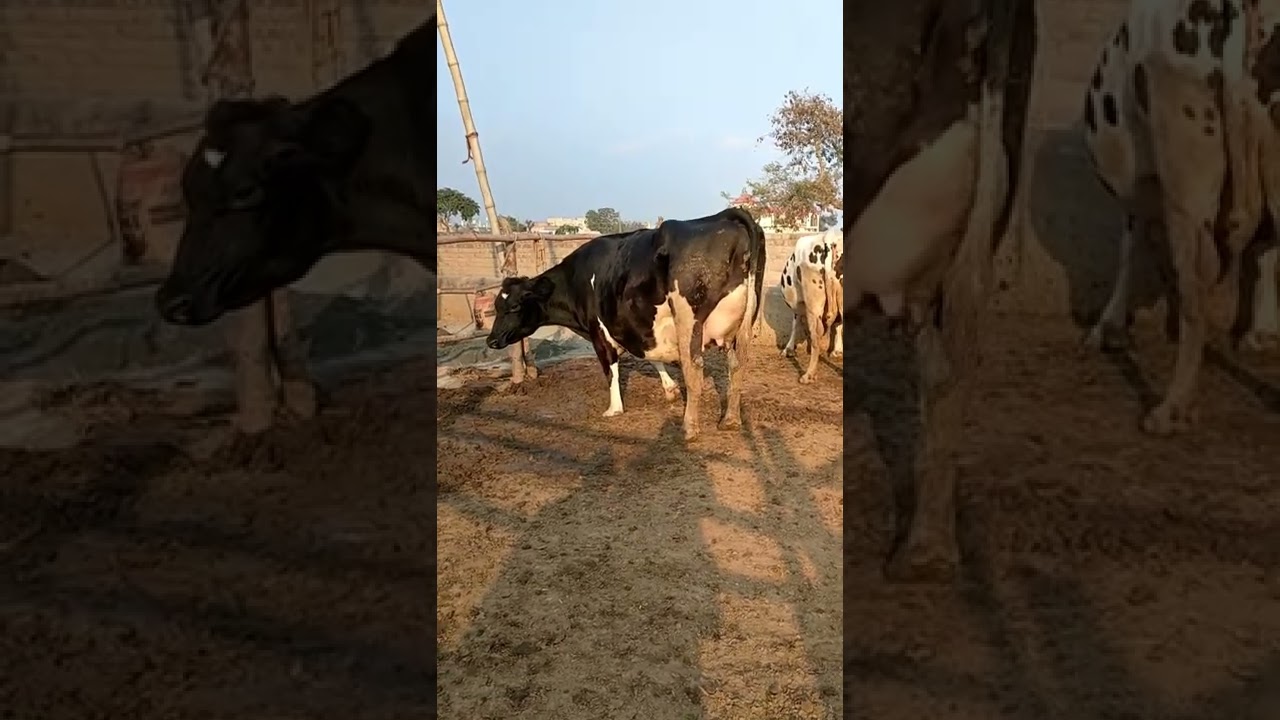 top class frizan jarsi cross cow for sale in pakistan on YouTube