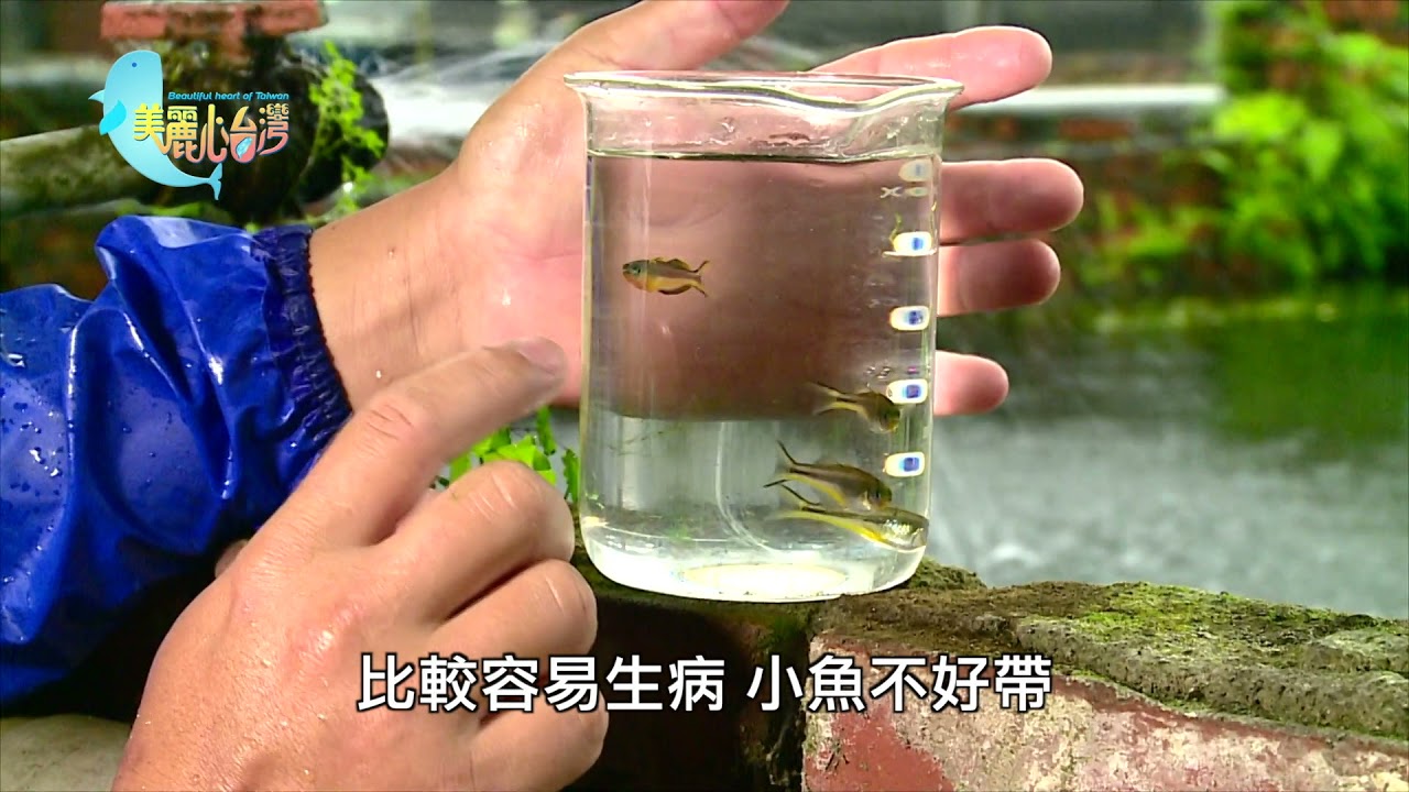 【屏東新園】魚場經營眼光獨到 劉譽羲兼顧理想與現實 | 用心的產業 | 331 | #美麗心台灣