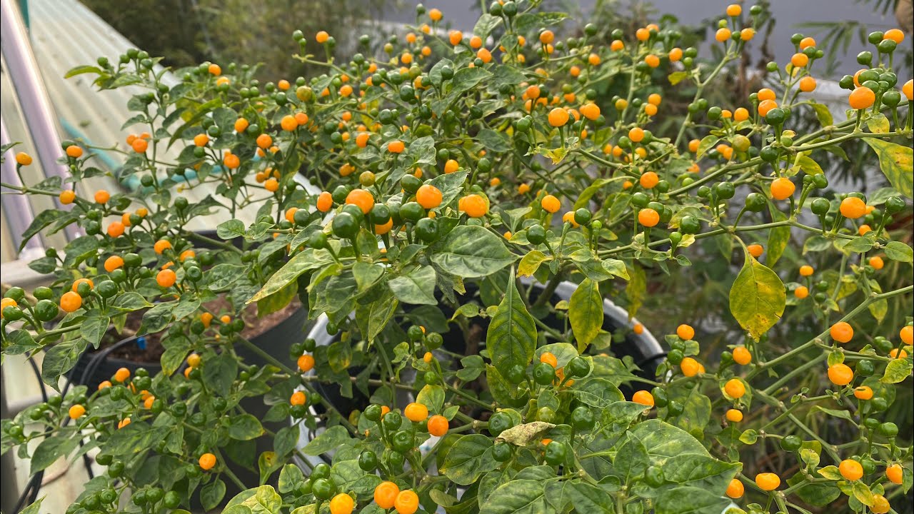 How to grow Charapita in a paint bucket without watering - Growing peppers at home / Rooftop Garden