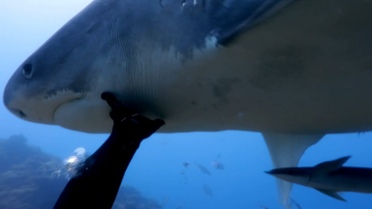 Diving with a 5m Tiger Shark - Scuba VLOG 🦈