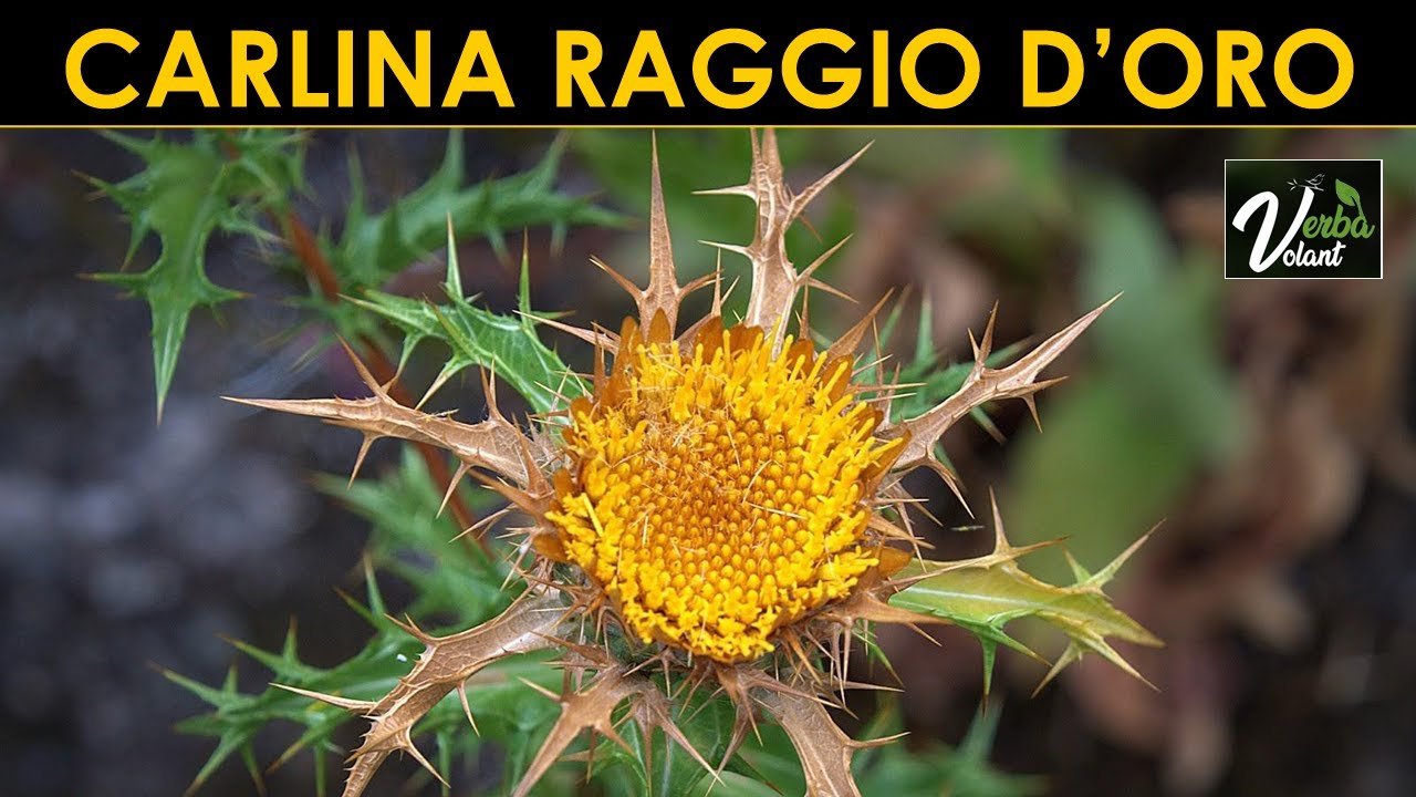 VERBA VOLANT - Carlina raggio d'oro!