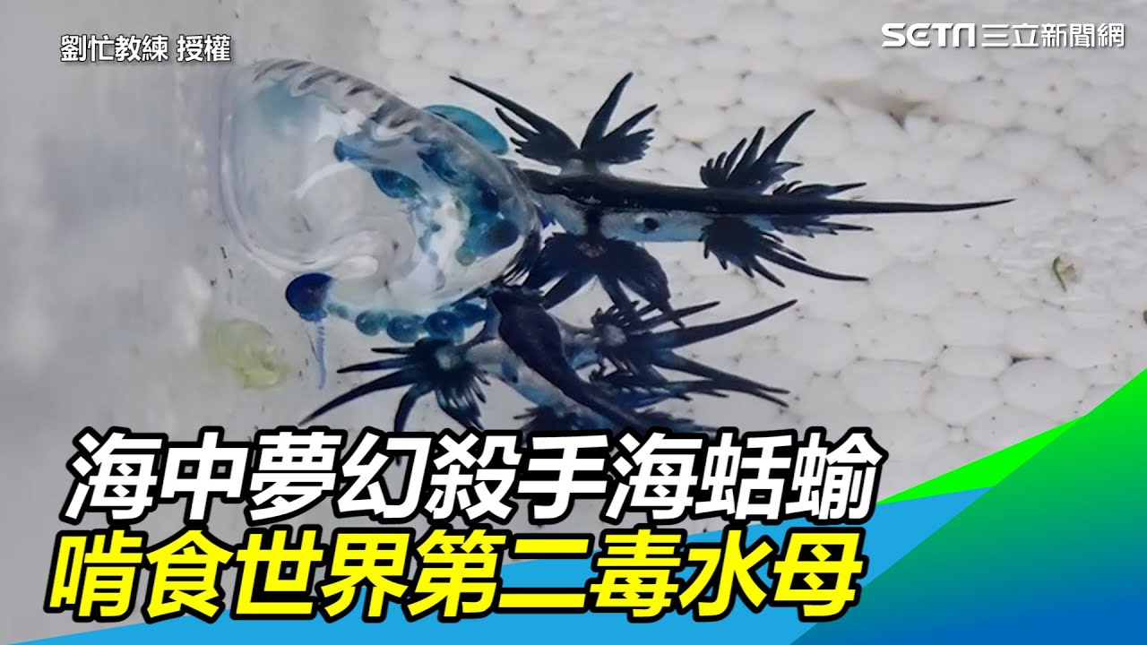 海中夢幻殺手海蛞蝓美如青花瓷　啃食世界第二毒水母畫面曝｜三立新聞網 SETN.com