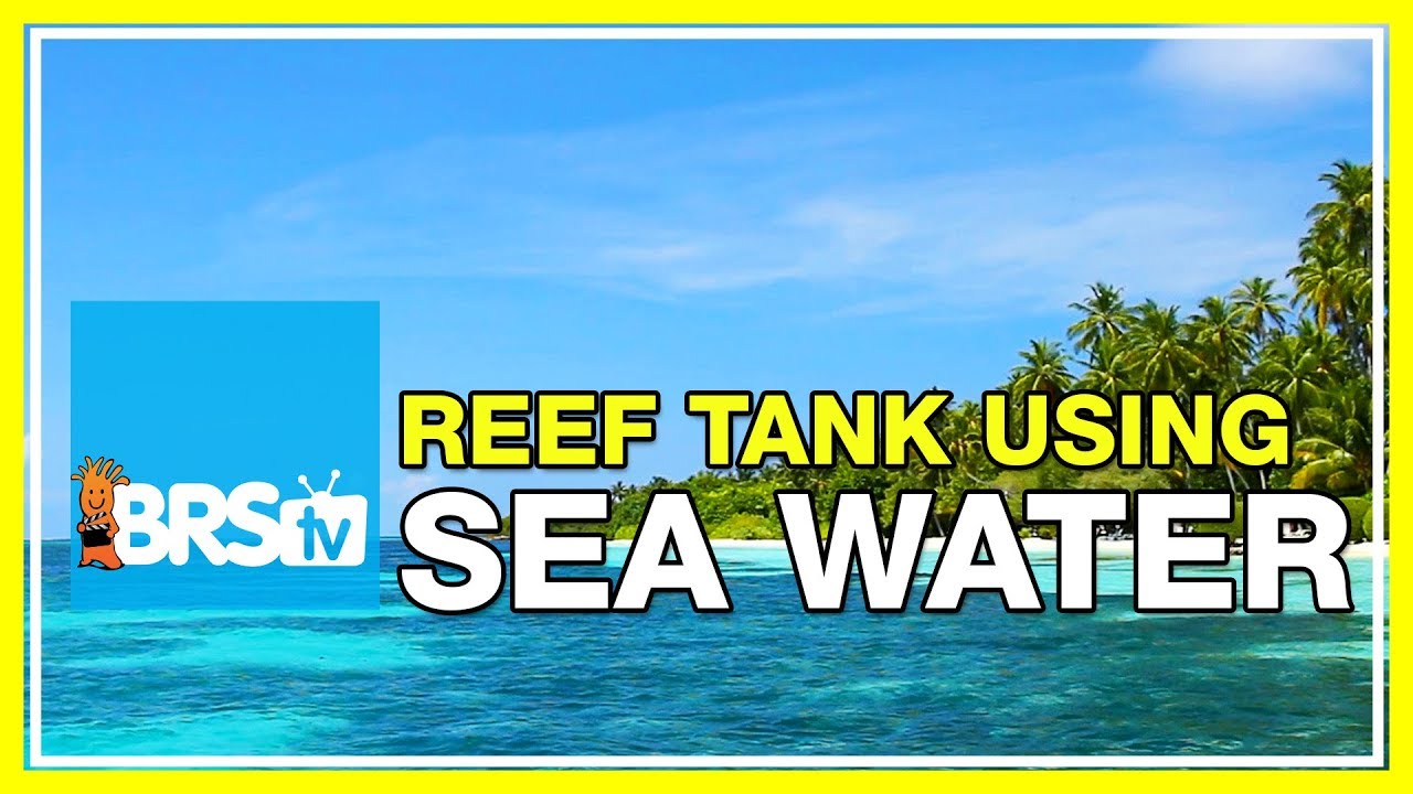FAQ #36: Can I use ocean water in my reef tank? | 52 FAQ