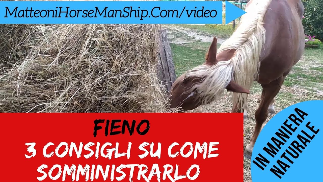Fieno - 3 consigli su come somministrarlo
