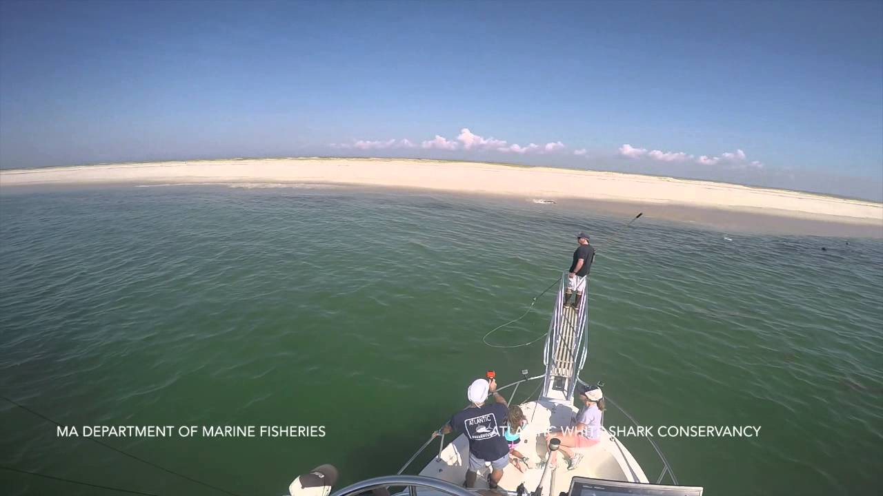 Air Jaws:Cape Cod - Behind the Scenes
