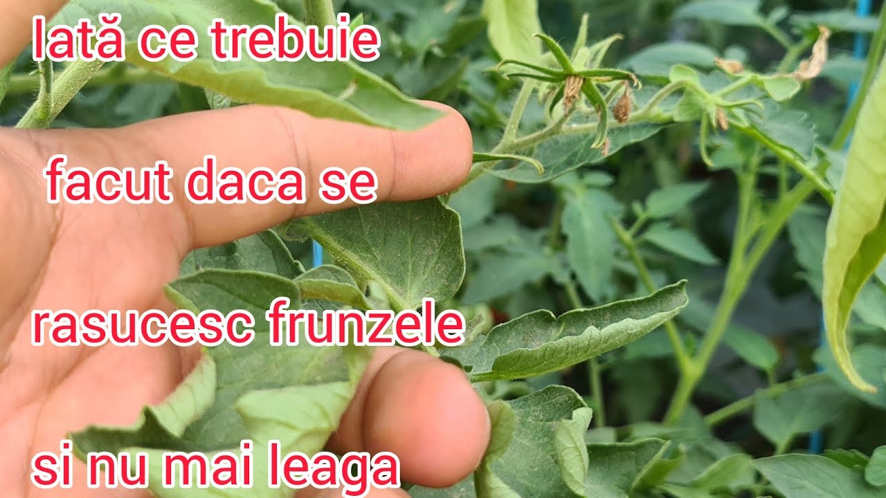 Tomatele nu mai leagă si frunzele s-au rasucit ? Aplică asta