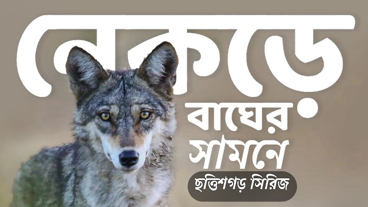 Indian Wolf | Kanger Valley National Park Bird  Survey - Episode 3 | Chattishgarh
