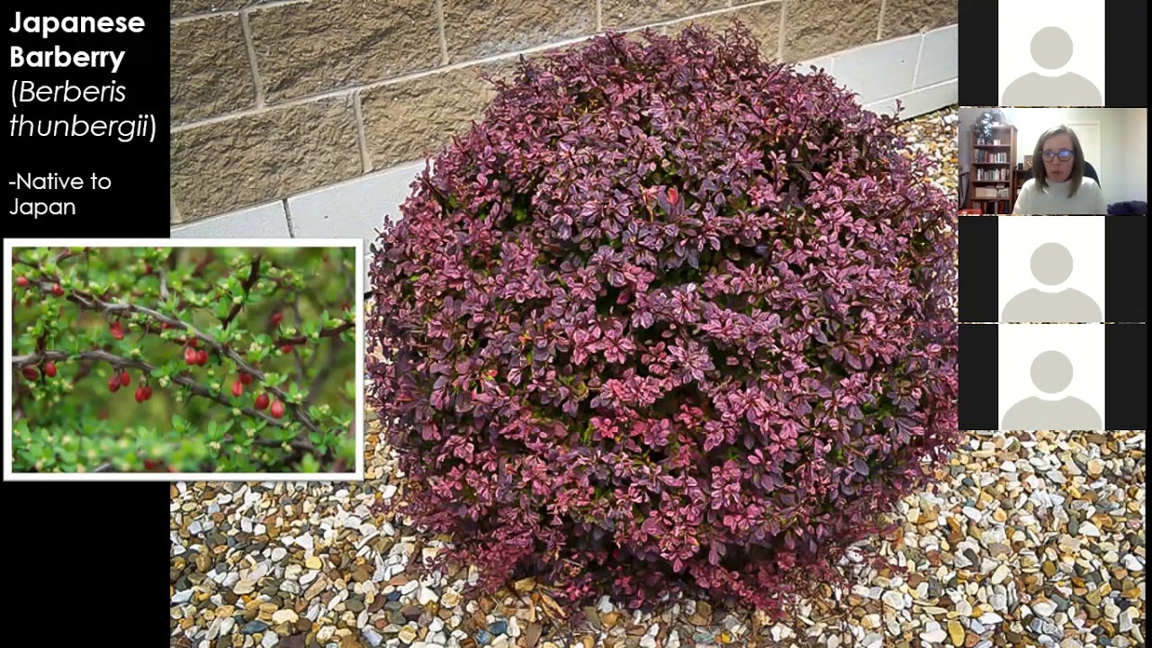 Native Shrubs for the Home Landscape