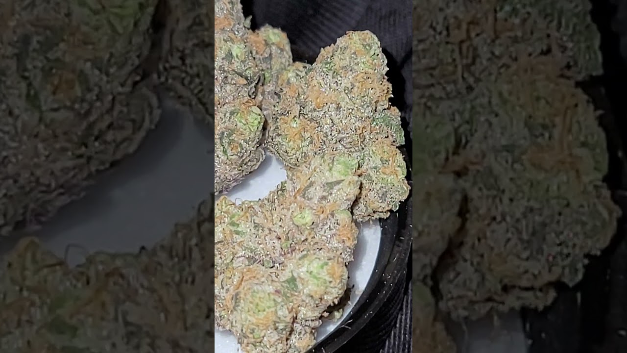 👽👾👽👾ALIEN LABS TOP SECRET ~ MILKY WAY X DODIDOS #1 X NIGHTSHADE #29 INDOOR FLOWER ✅️🔥🤯🤯🤯