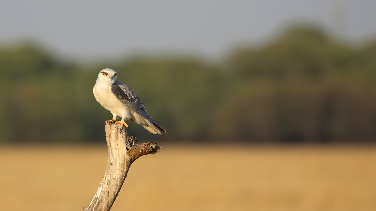 Land of Raptors - Tal Chappar Wildlife Sanctuary/ Black Winged Kite & Montagu&rsquo;s Harrier other Birds