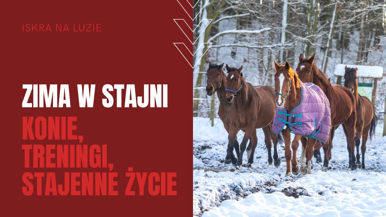 ZIMA W STAJNI | stajenne życie, konie, treningi