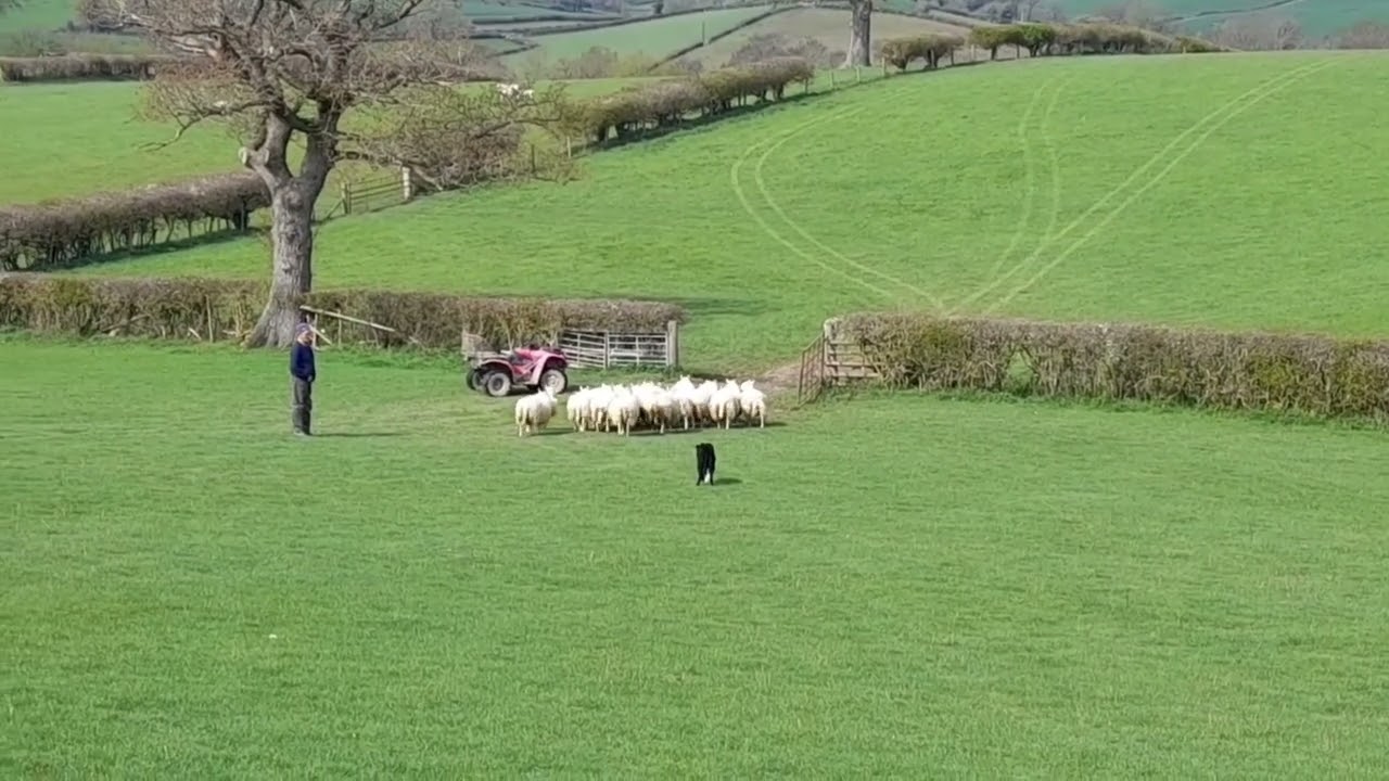 Lot 117: Ceri Vale Ted - 10.05.23 Farmers Marts Dolgellau Online Sheepdog Auction