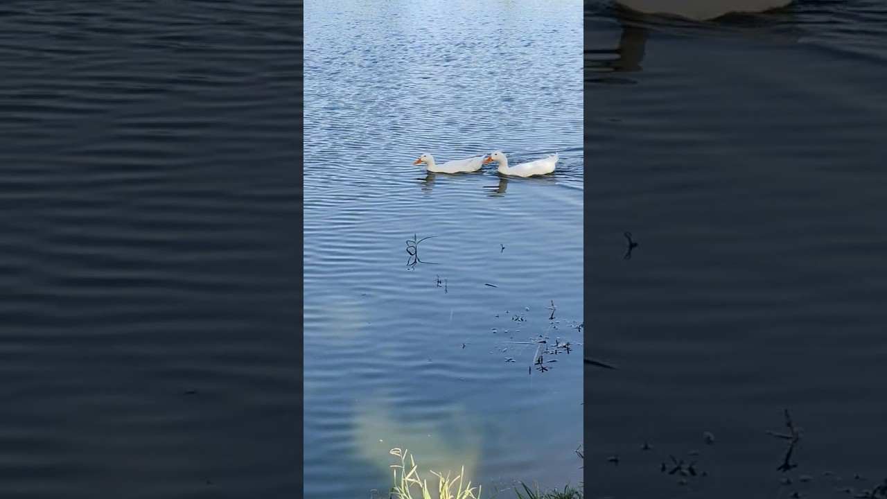 Serene Moments: Two White Ducks Gliding in a Tranquil Lake #short #urbanwildlife