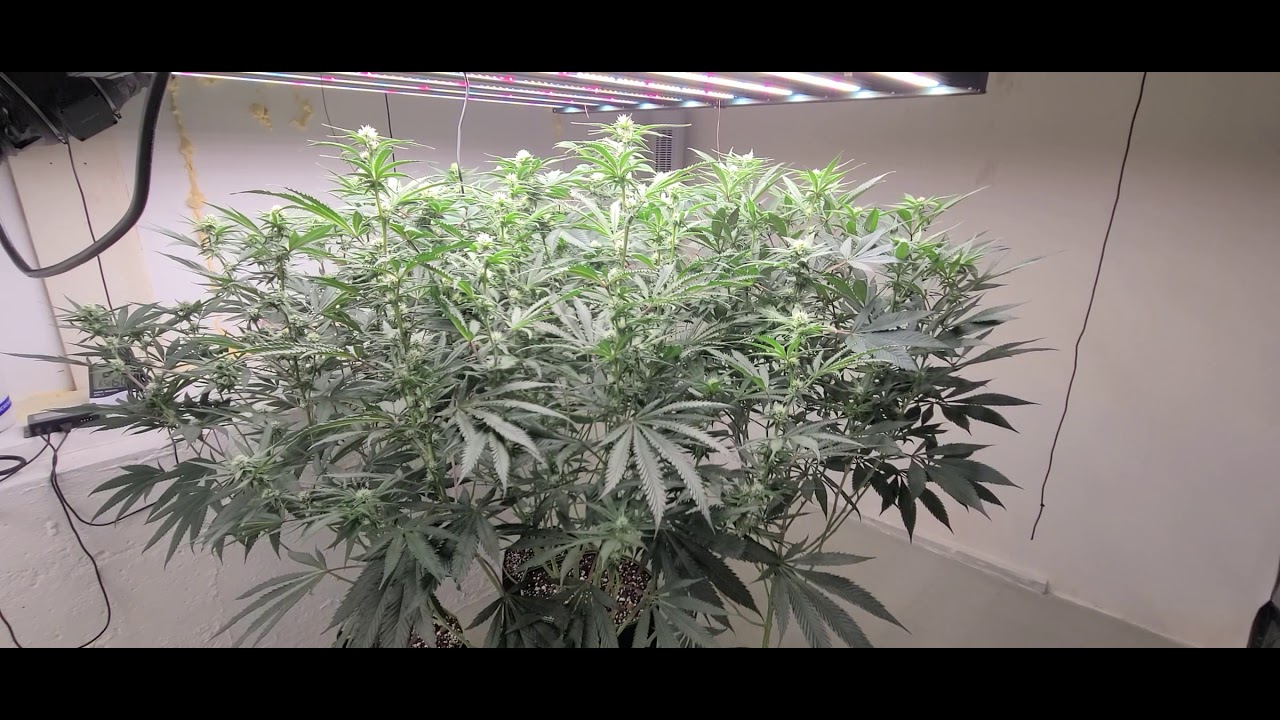 Rainbow Chip - Funky Charms - Slurricane | Exotic Genetix - Archive Seeds | Day 23 | Growers Choice