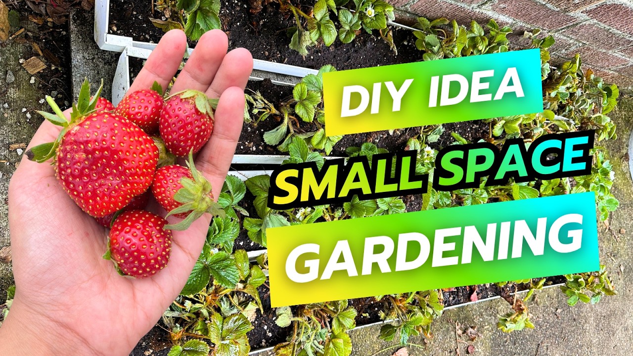Strawberry Gutter Garden | EASY gardening ideas
