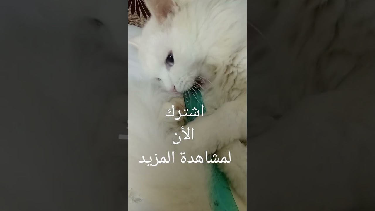 ماذا 😼تفعل🔪القطط 🐈🍴عندما 👀🥄تظن 🐾ان😽 لا💘احد يراها👀😻( لقطات نادرة ) 