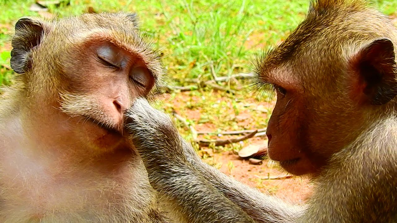 WOW !! Amazing Monkey Grooming