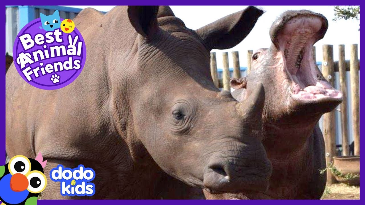 Charlie The Baby Hippo Gives Kisses To Makhosi The Rhino | Dodo Kids: Best Animal Friends