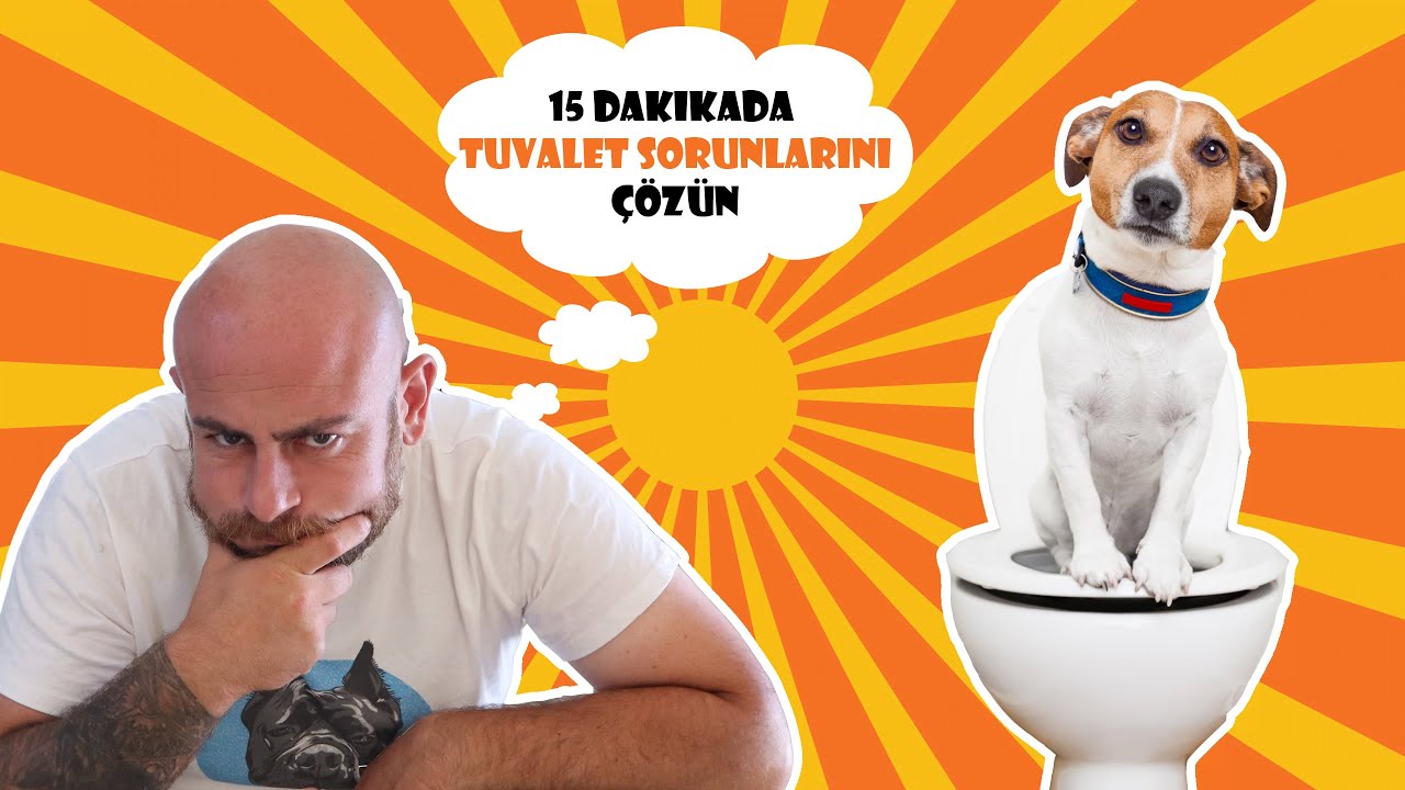 KÖPEĞİNİZE 15 DAKİKADA TUVALET EĞİTİMİNİ NASIL VERİRSİNİZ ! - Köpeklerde Tuvalet Kazalarına SON