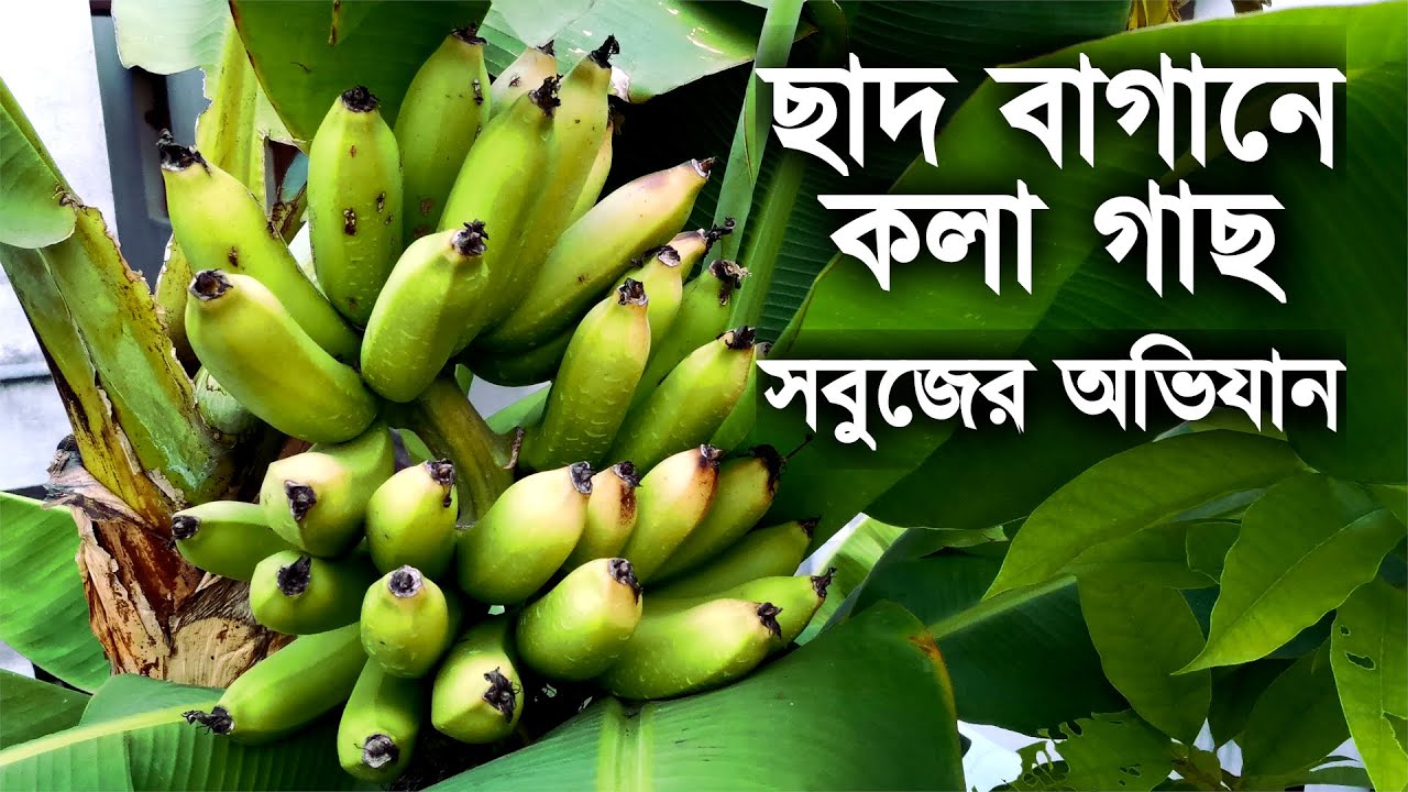 টবে কলা গাছের চাষ কিভাবে করবেন | মাটি প্রস্তুতি | প্রতিস্থাপন | সারা বছরের সম্পূর্ণ পরিচর্যা