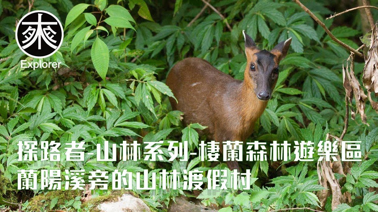 【宜蘭旅遊】棲蘭森林遊樂區完整探索！帶你看遍各個角落，蘭陽溪旁的山林渡假村，到底裡面有什麼，跟著探路者一起來旅行｜探路者山林系列