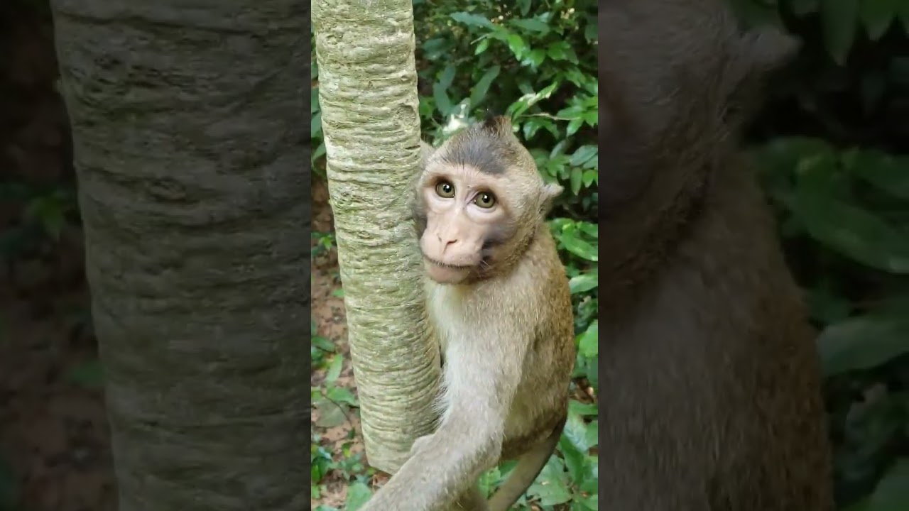 He come down take fruite to eat.#Short videos, #monkeys