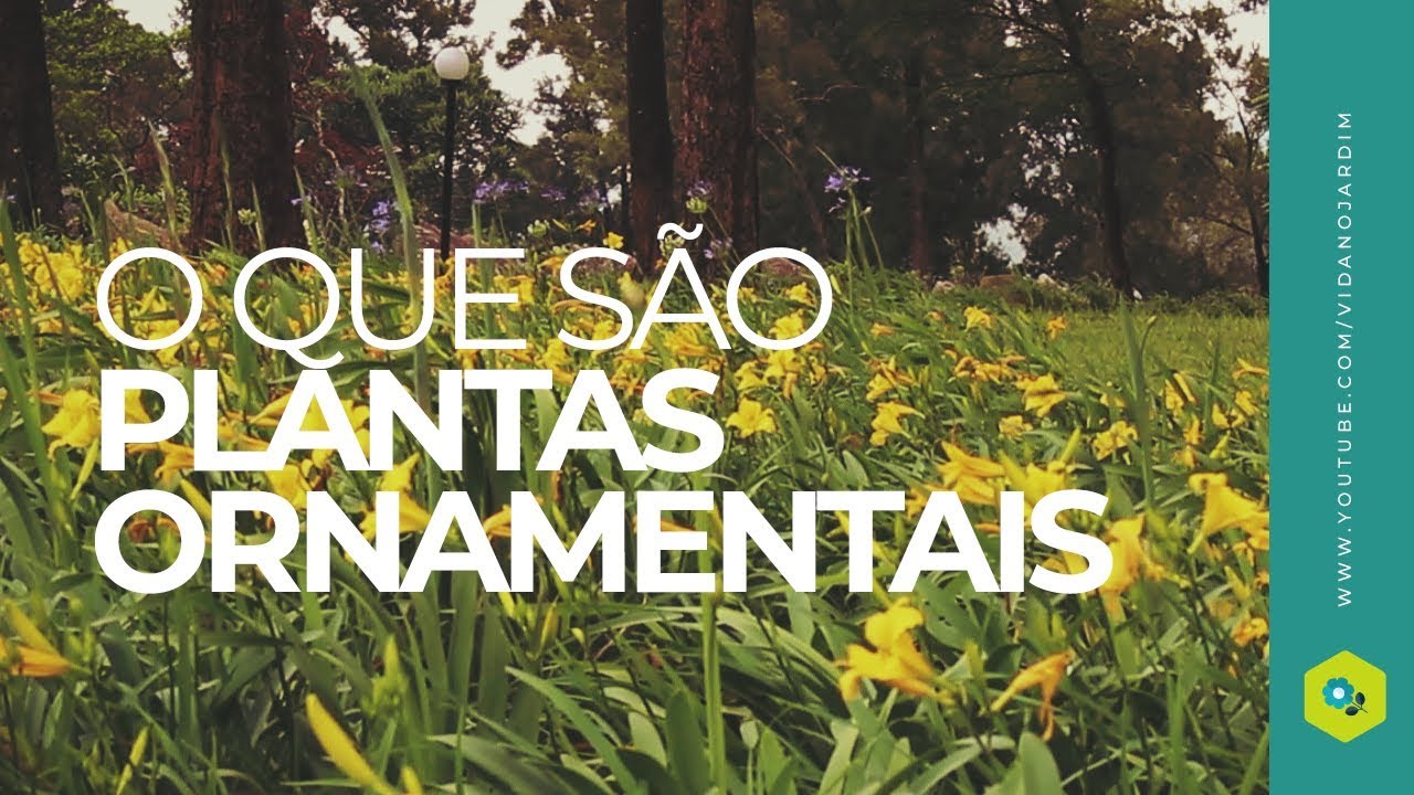 O que são plantas ornamentais