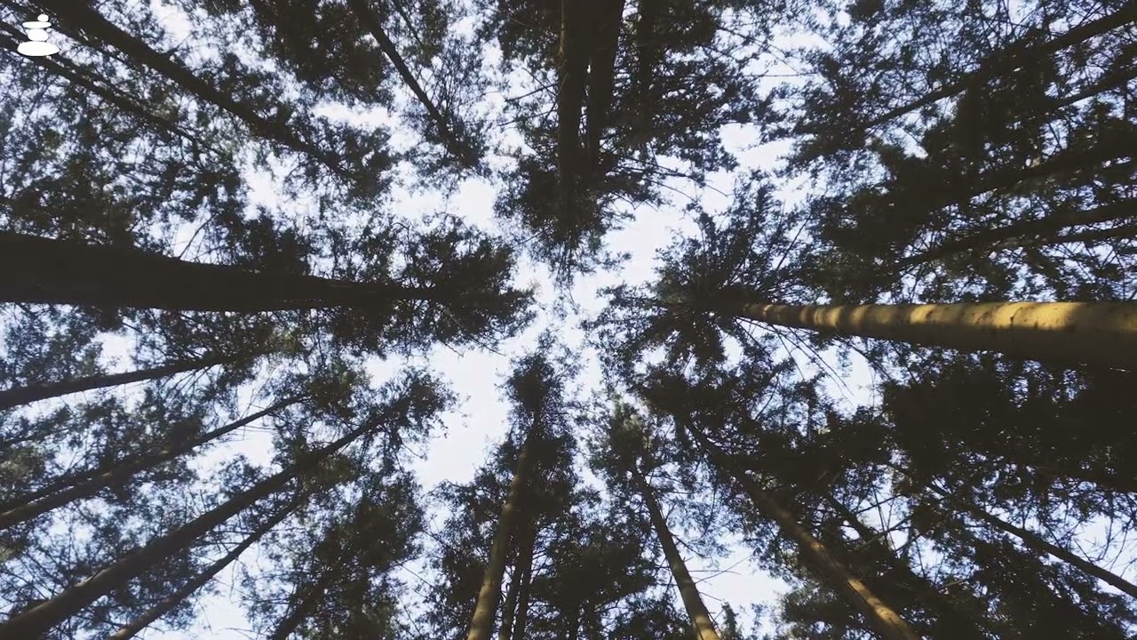 M&uacute;sica Original de MEDITACI&Oacute;N en el BOSQUE: relajaci&oacute;n y tranquilidad I 1 Hora