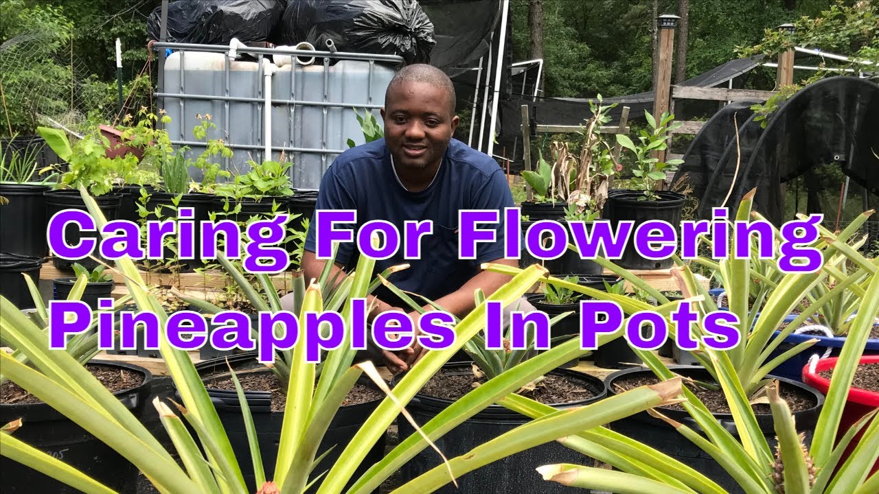 EP 1. 2021 Pineapple Propagation |  Flowering Pineapple in Pots | Pineapple Care