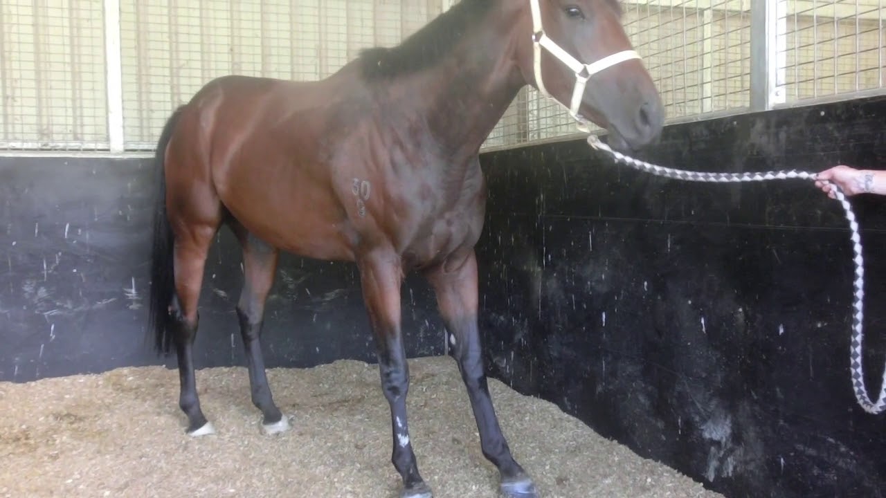 Acute Laminitis