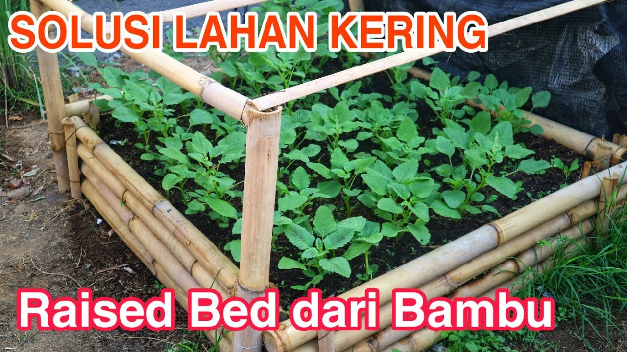 RAISED BED DARI BAMBU | Menanam di lahan kering kerontang