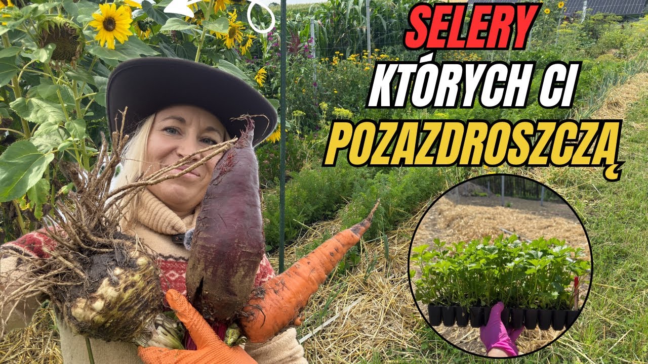 Seler korzeniowy i naciowy: Mój sposób na gigantyczne zbiory! + Siew pietruszki, lubczyku i sałaty