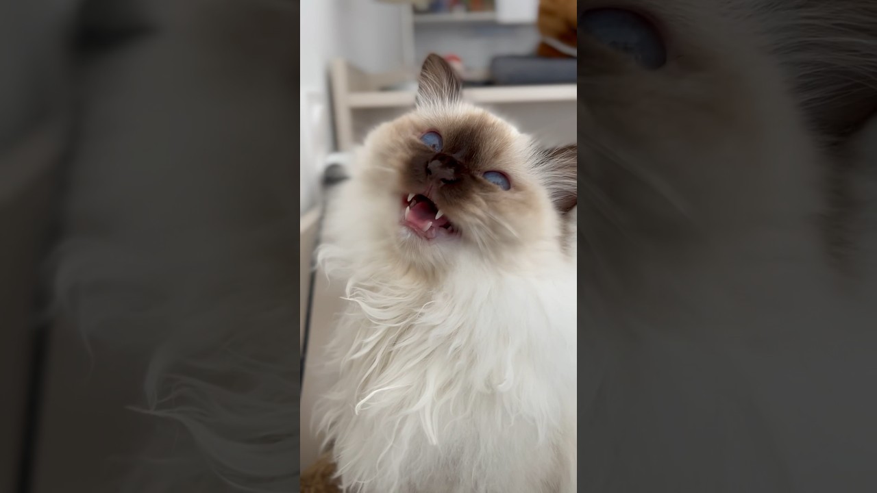 floofy Birman cat has an important message || ekekekkekkek
