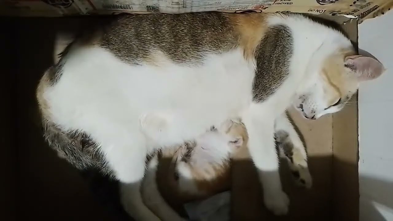 PURR N' SCRATCHES is live!