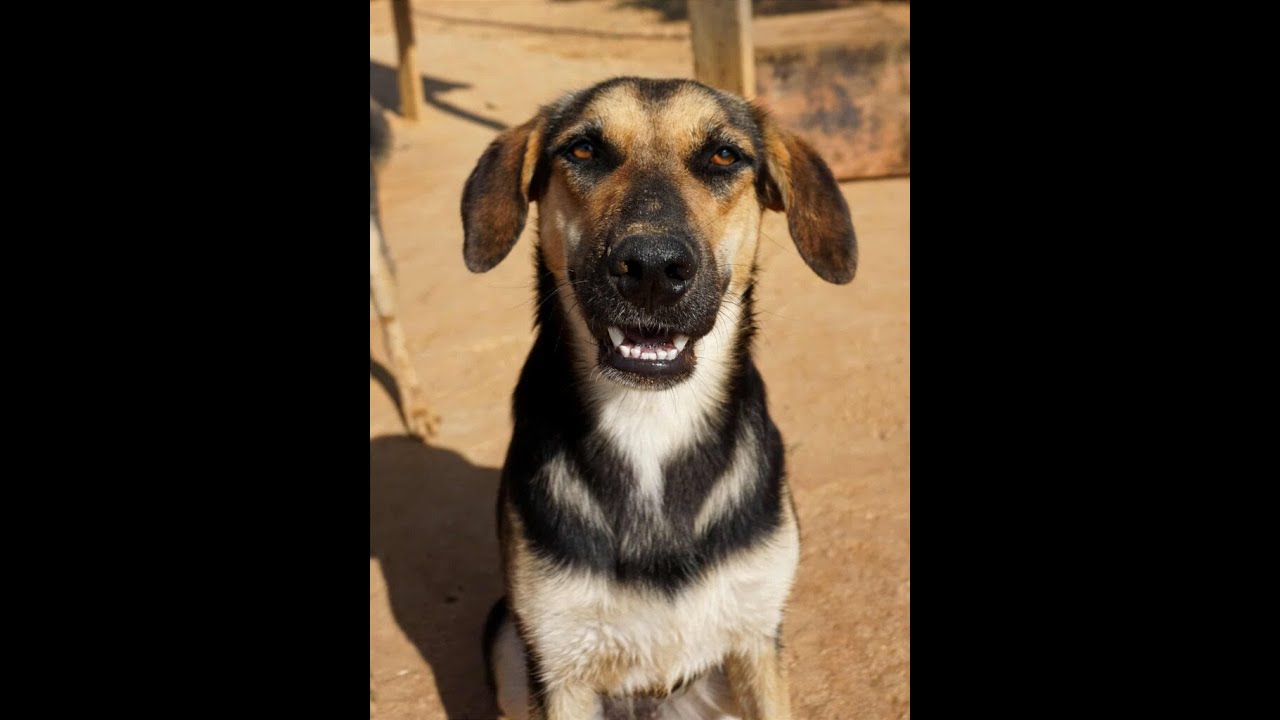 Arabica – The Shepherd Mix Everyone Overlooks