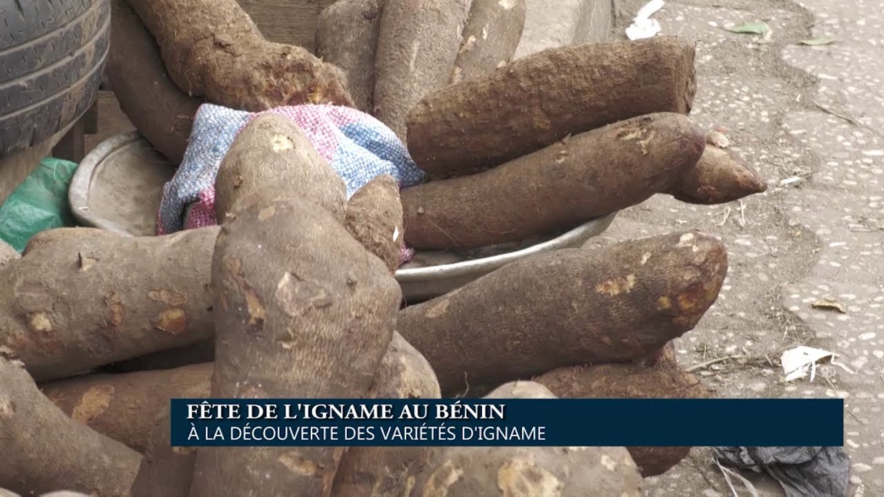 Fête de l’igname au Bénin : À la découverte des variétés d’ignames