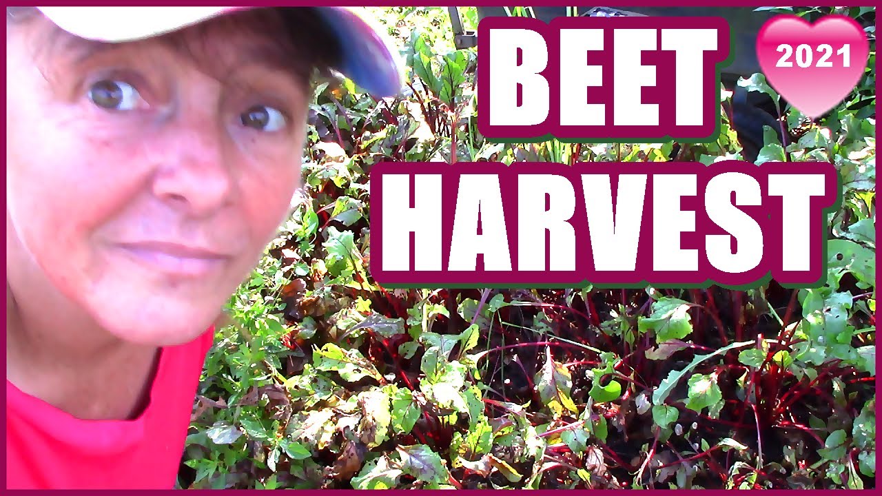 Harvesting Beets In The Raised Bed Garden | Backyard Grocery Haul